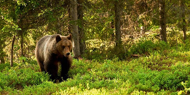 Bear walking through forest