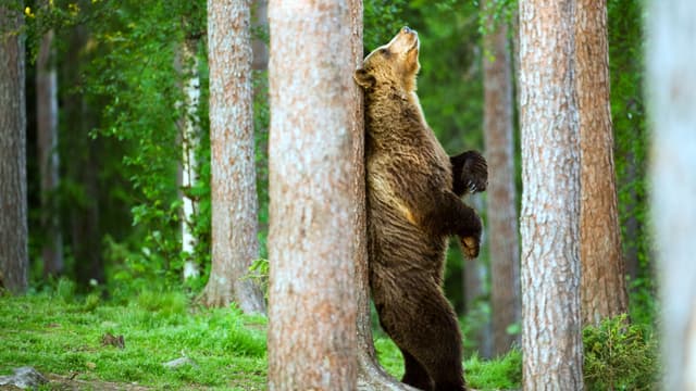 Bear scratching tree