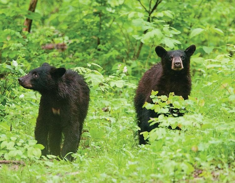 Bears together